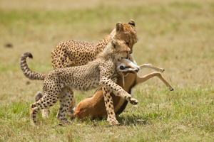 cheetah